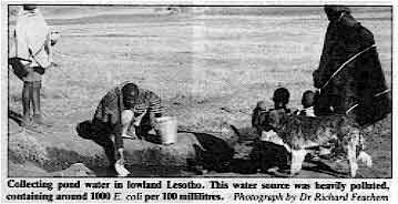 Collecting pond water in lowland Lesotho.