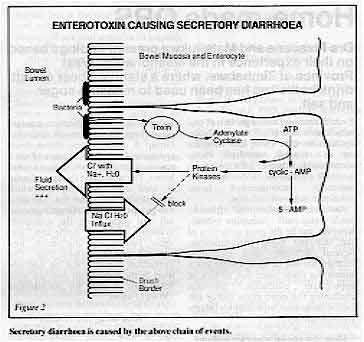 Secretory diarrhoea is caused by these chain of events. 